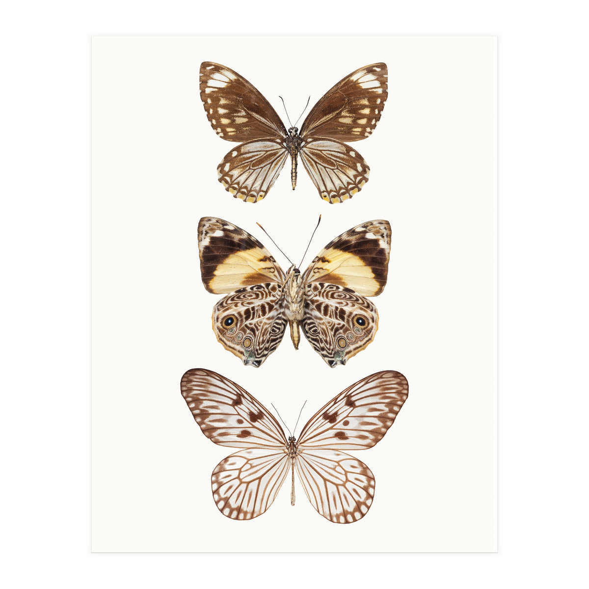 Cc Butterflies 06 (Print Only)