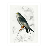 Red-footed Falcon illustrated (Print Only) thumbnail