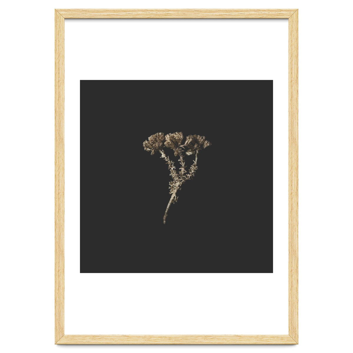 Gold Burst Botanicals - Square