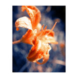 Lily Flower (Print Only) thumbnail