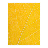 Autumn Leaf (Print Only) thumbnail