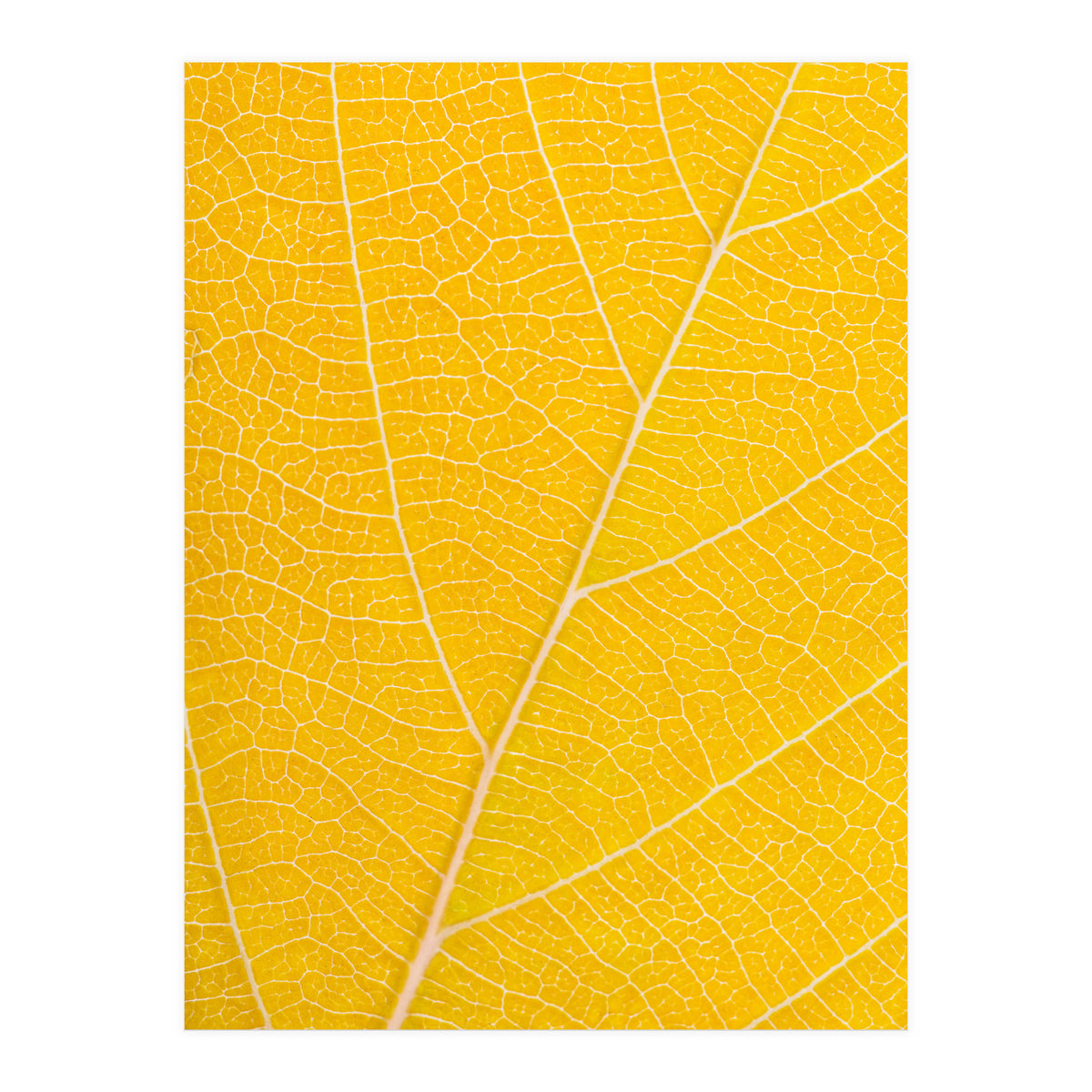 Autumn Leaf (Print Only)