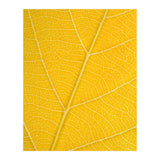 Autumn Leaf (Print Only) thumbnail