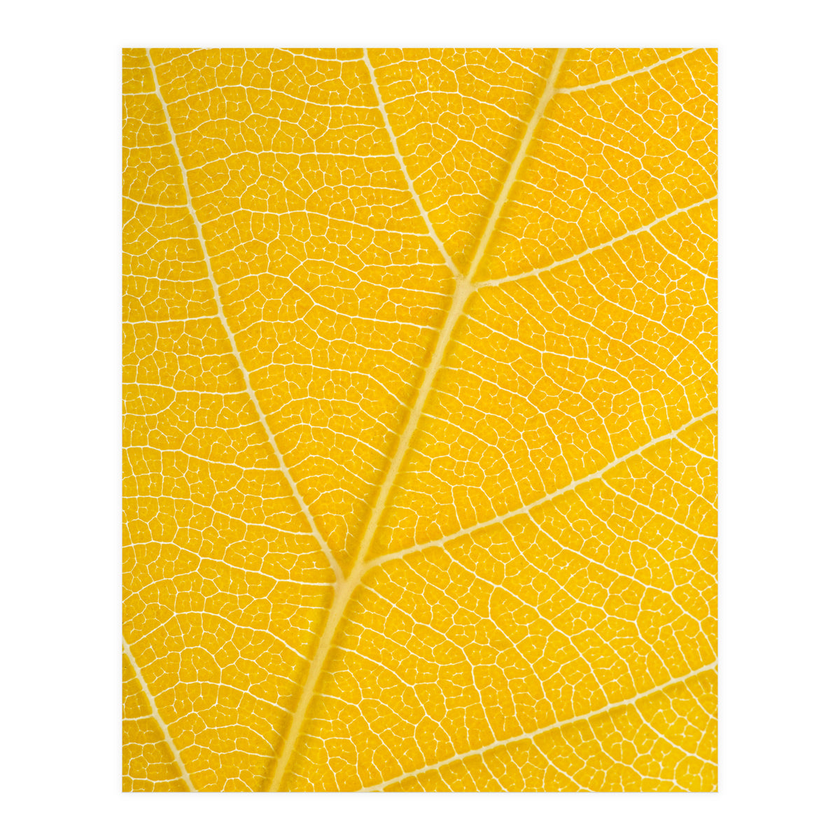 Autumn Leaf (Print Only)