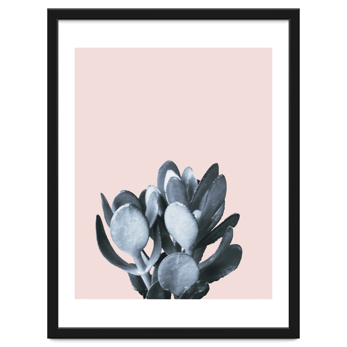 Cactus collection BL-II