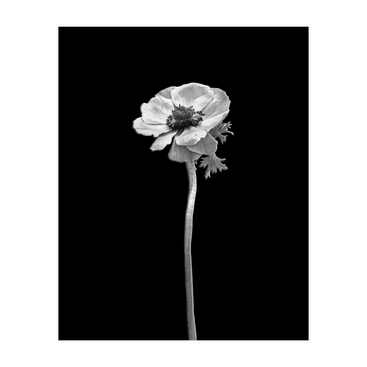 Anemone coronaria | dark design  (Print Only)