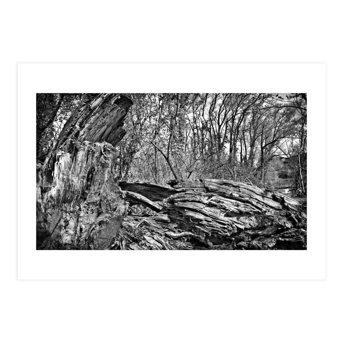 Rotten wood (Print Only)