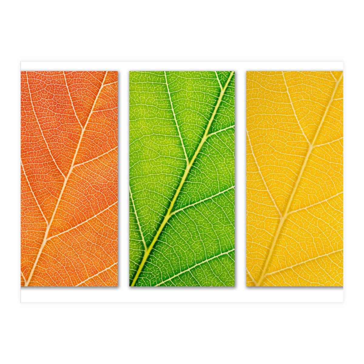 Autumn Leaves (Print Only)