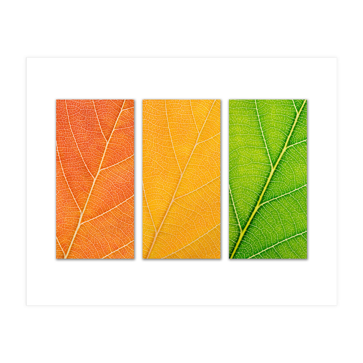 Autumn Leaves (Print Only)