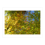Colors Of Fall (Print Only) thumbnail