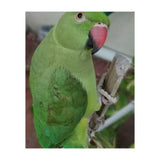 Lucky Indian Parakeet (Print Only) thumbnail