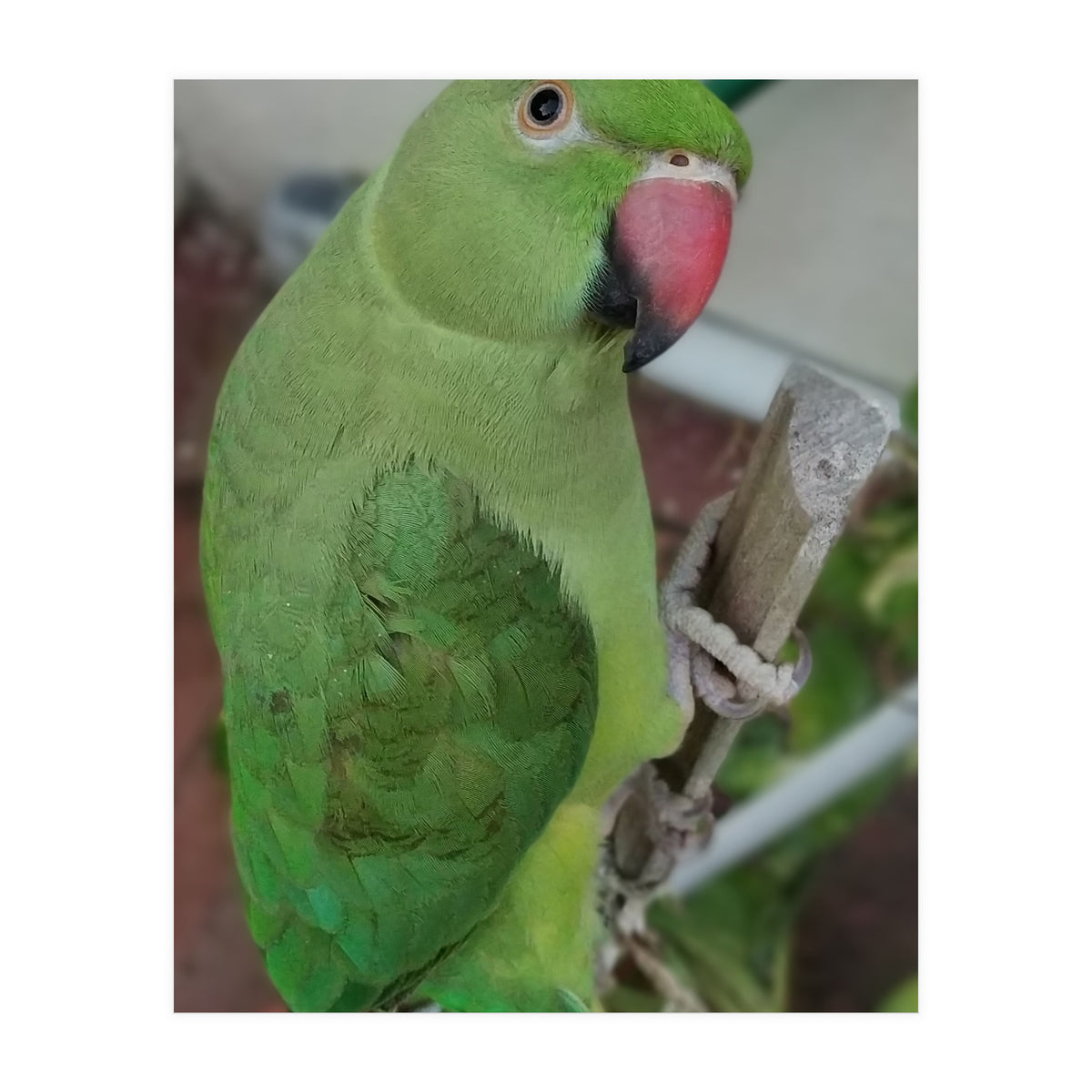 Lucky Indian Parakeet (Print Only)