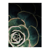 Darkside Of Succulents 4-C (Print Only) thumbnail