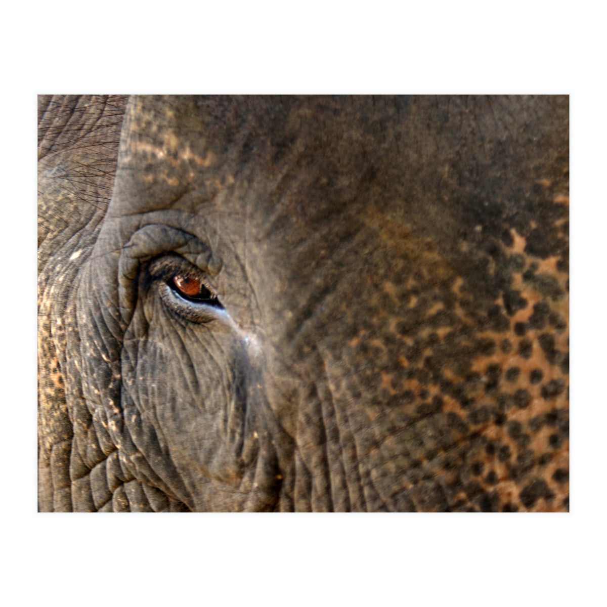 Face To Face - Elephant eye (Print Only)