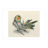 Preening cockatiel (Print Only) thumbnail
