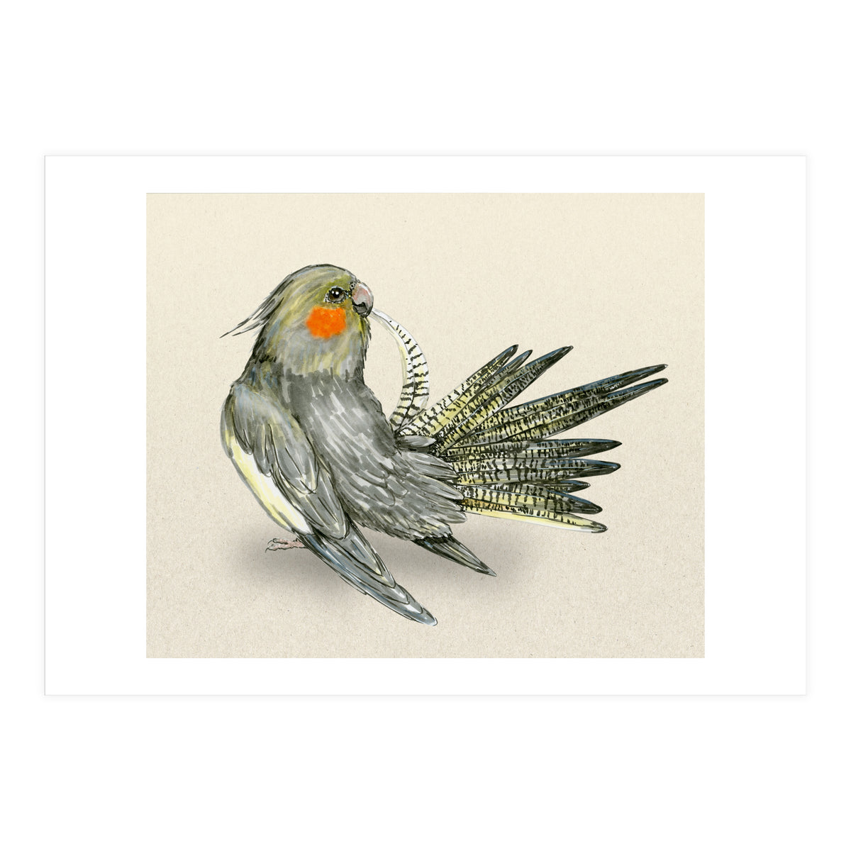 Preening cockatiel (Print Only)