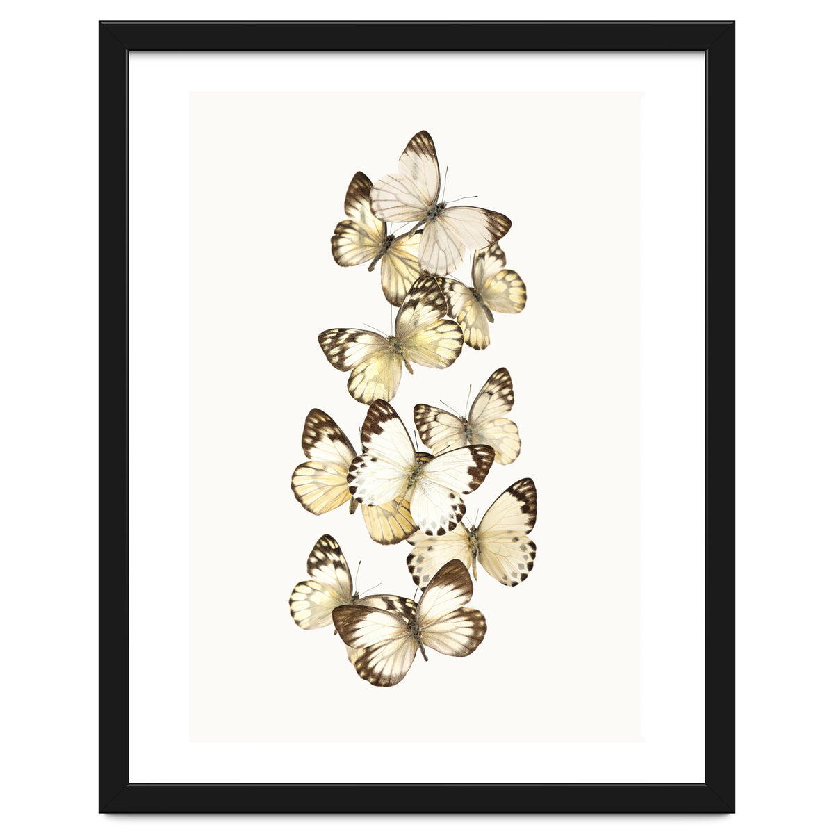 Cc Butterflies 01
