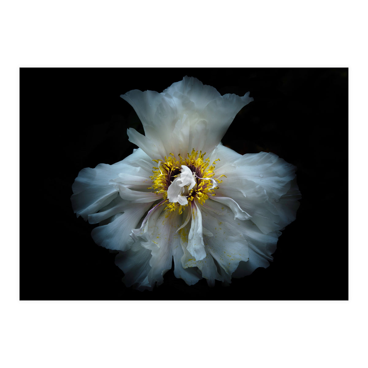 Backyard Flowers 49 Color Version (Print Only)