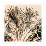 Morning Star (Print Only) thumbnail