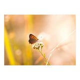 Butterfly (Print Only) thumbnail