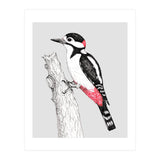 Great spotted woodpecker (Print Only) thumbnail