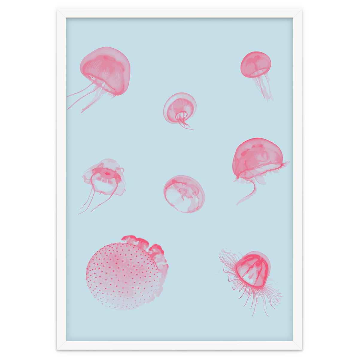 Jellyfish