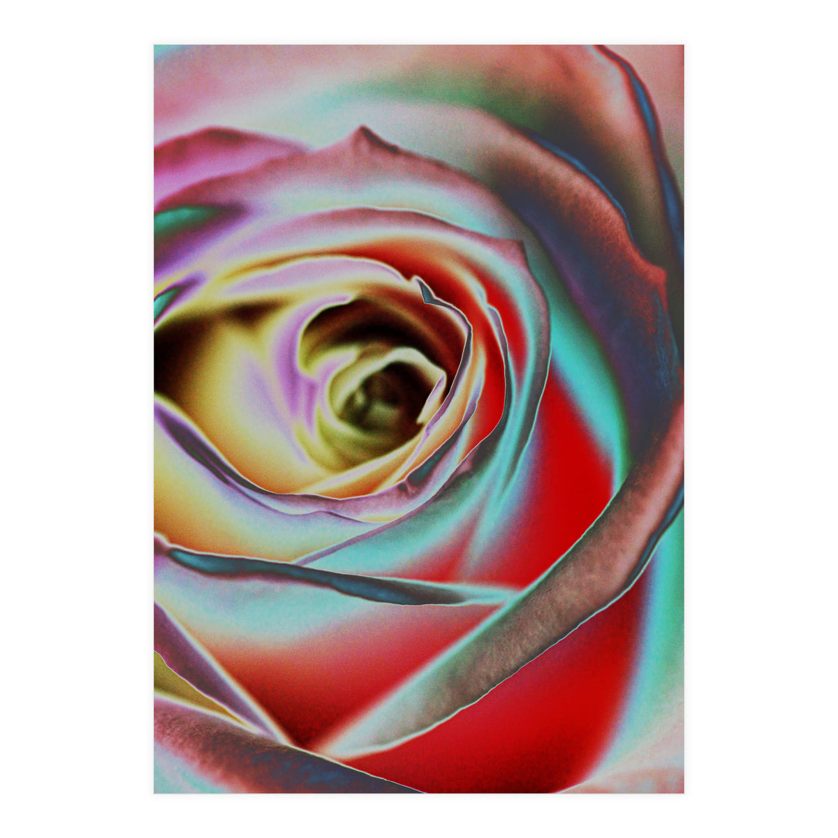 Rose (Print Only)