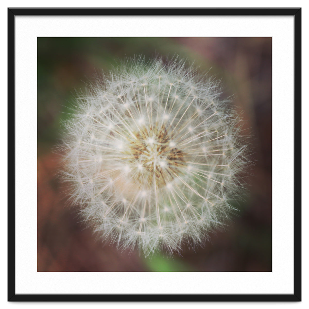 dandelion clock