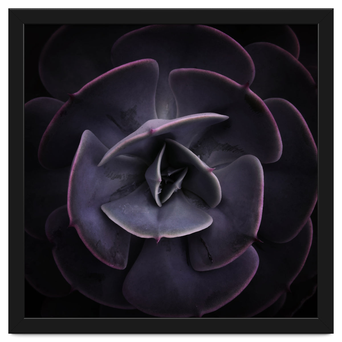 DARKSIDE OF SUCCULENTS VIII