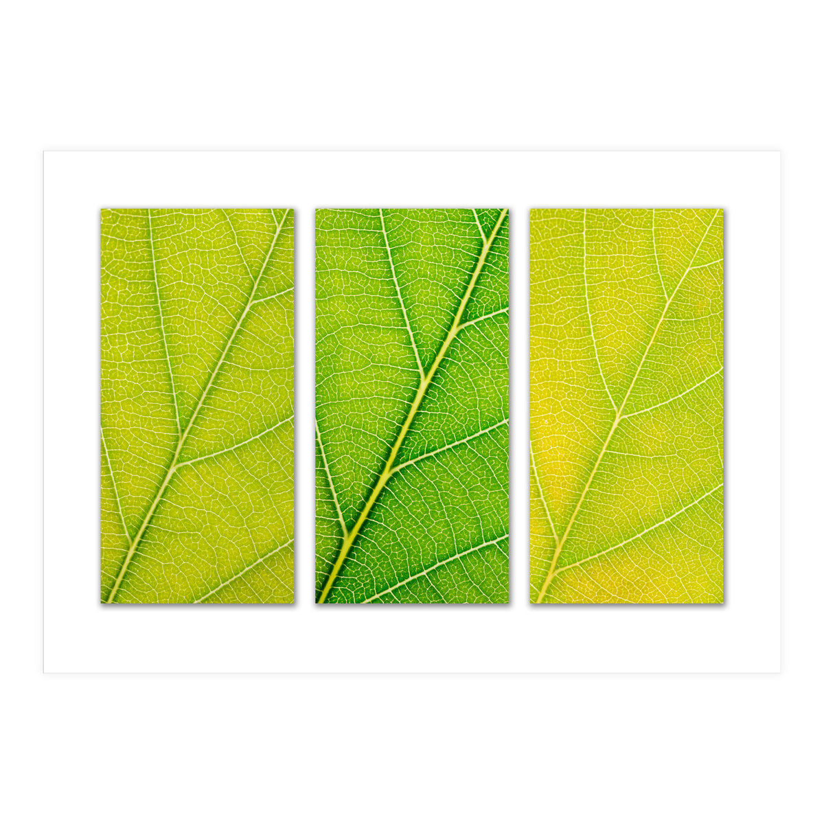 Autumn Leaves (Print Only)