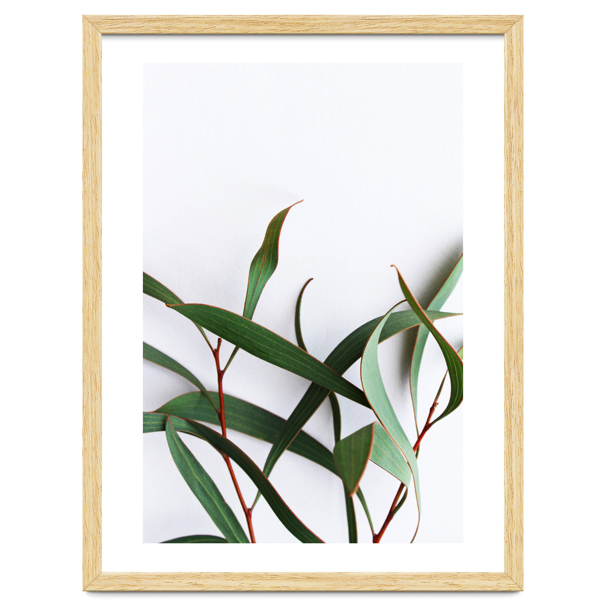 Green Eucalyptus leaves
