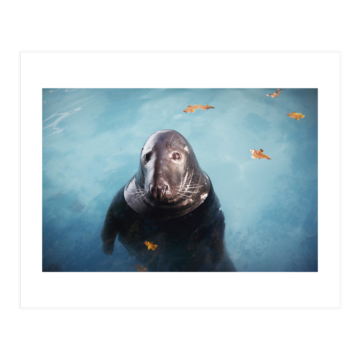 Woop Woop Woop (Print Only)