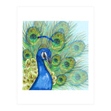 Peacock portrait (Print Only) thumbnail