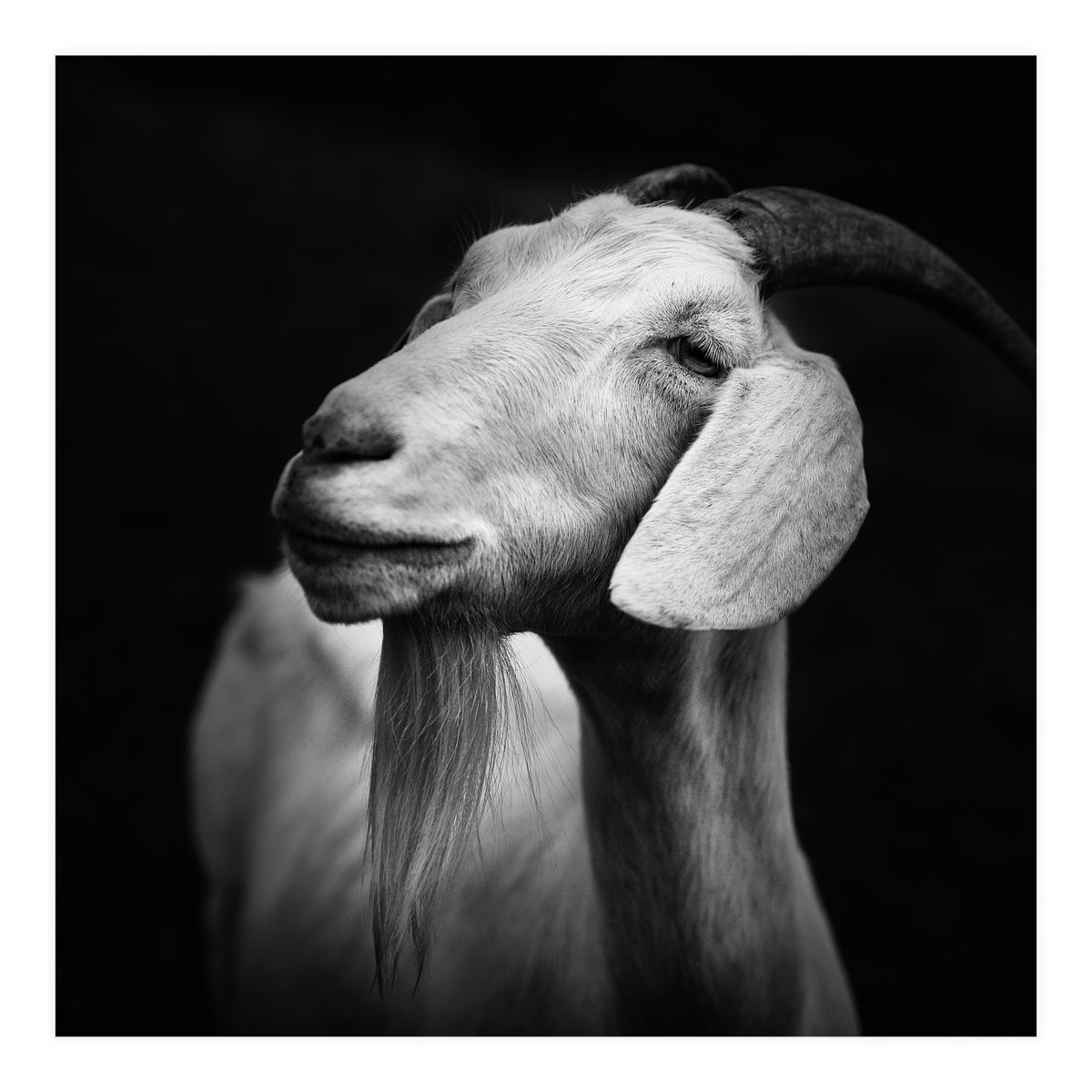 Billy Goat Adam (Print Only)