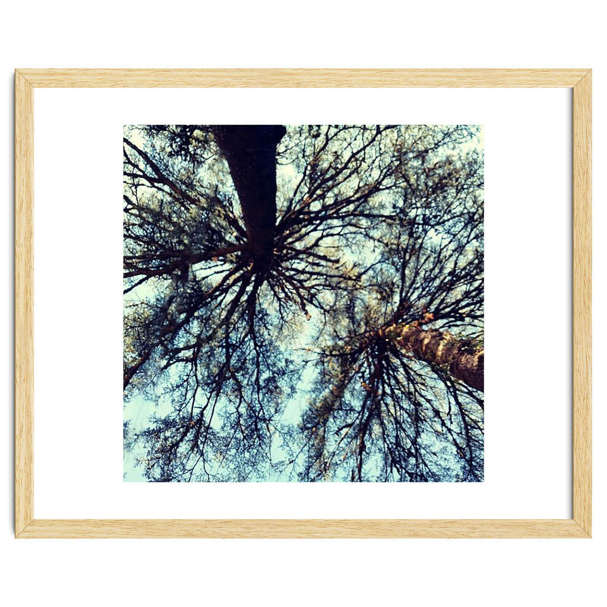 Ataraxia - Tree Series 3