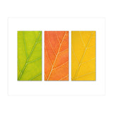 Autumn Leaves (Print Only) thumbnail