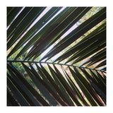 Palm leaf (Print Only) thumbnail