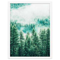 Forest And Fog