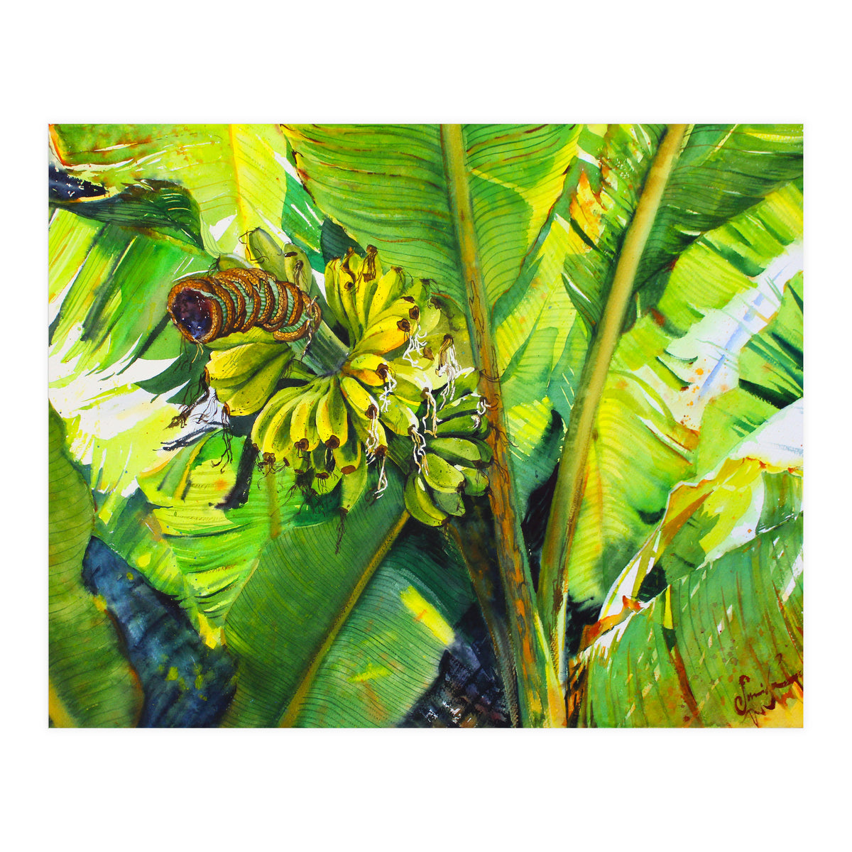 Tropical Fruit (Print Only)