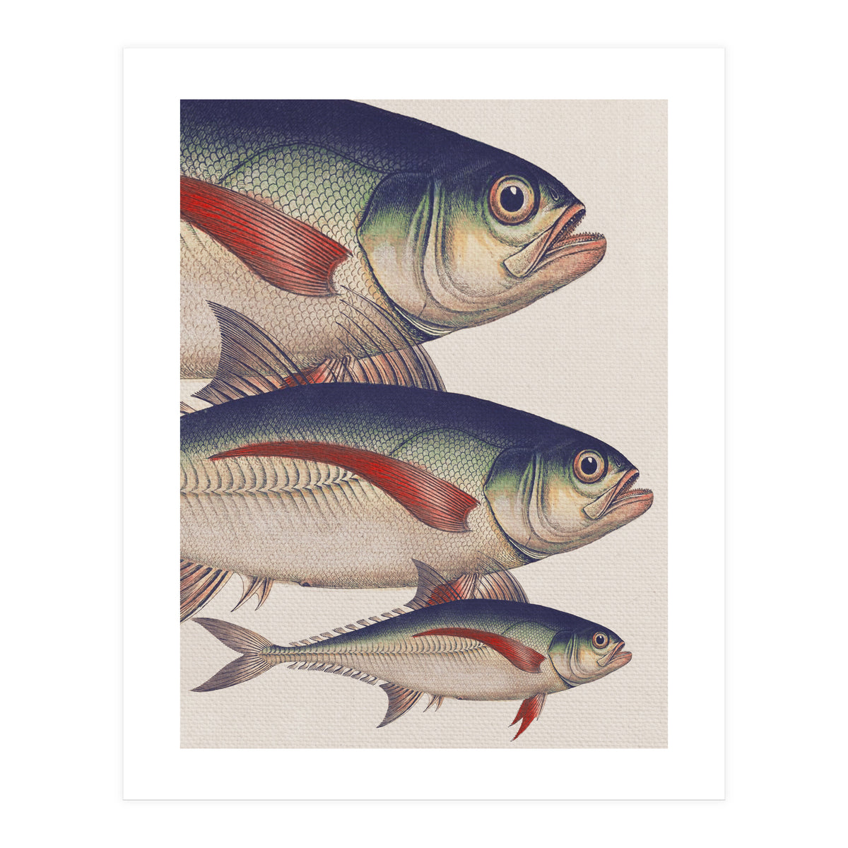 Fish Classic Designs 5 (Print Only)