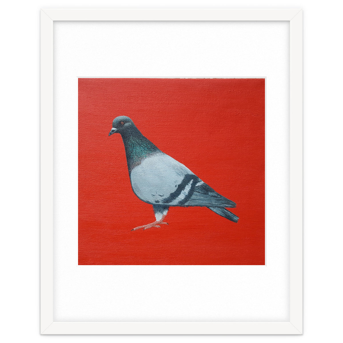 Pigeon