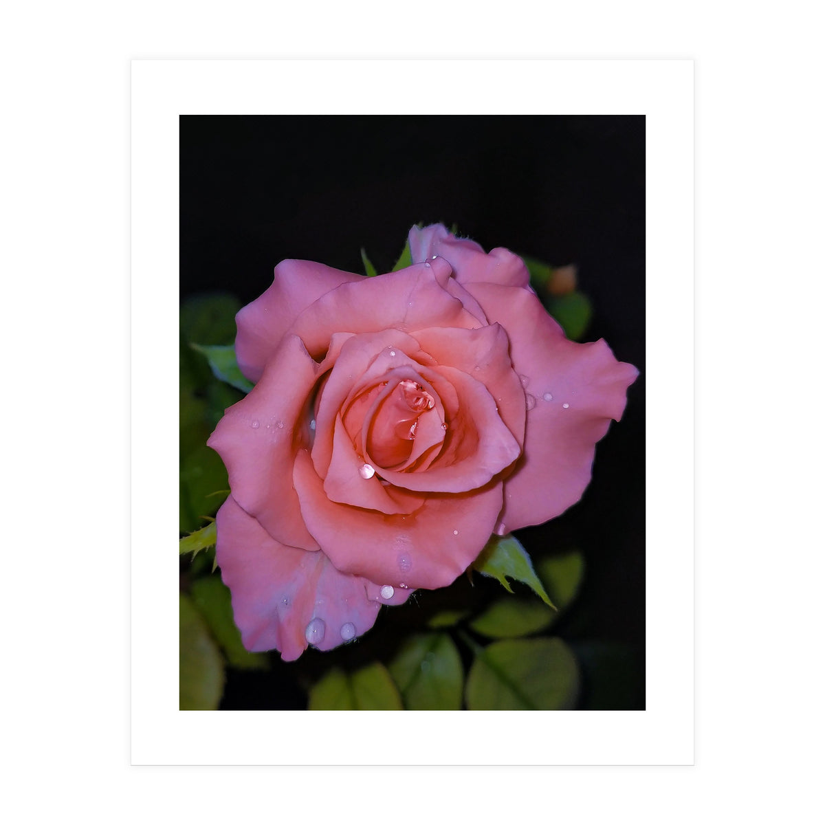 Pink Dew Rose (Print Only)