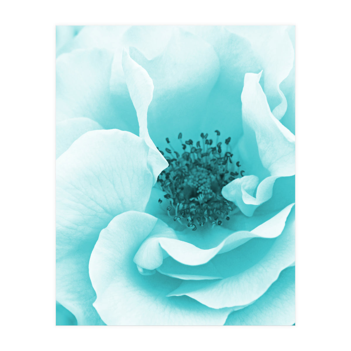 Blue Rose (Print Only)