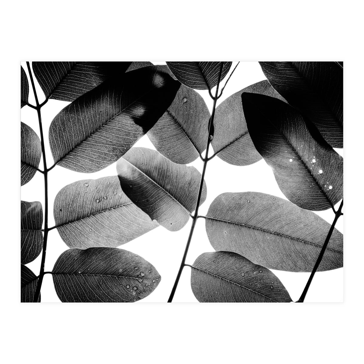Experiments with Leaves II (Print Only)