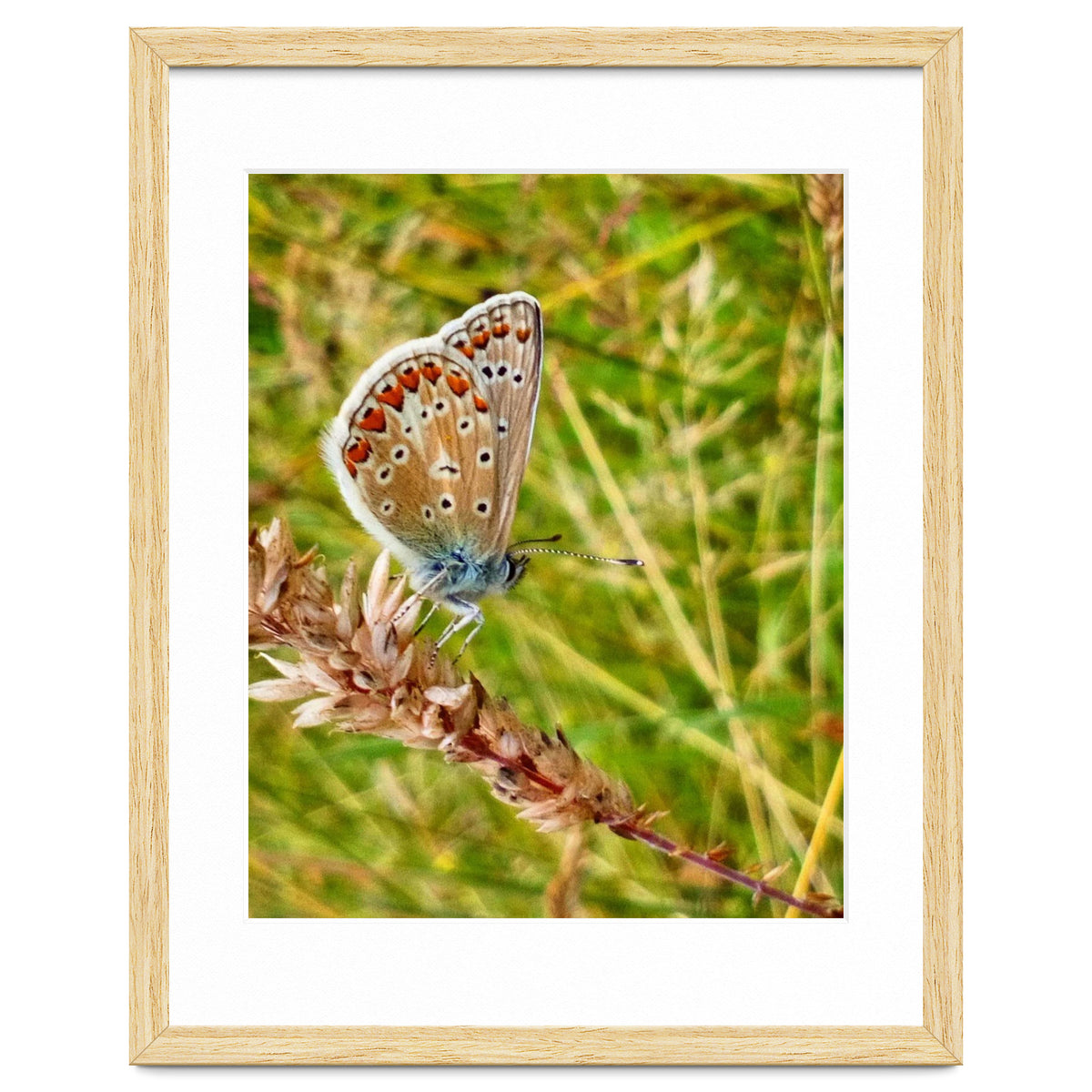 Butterfly in the meadow