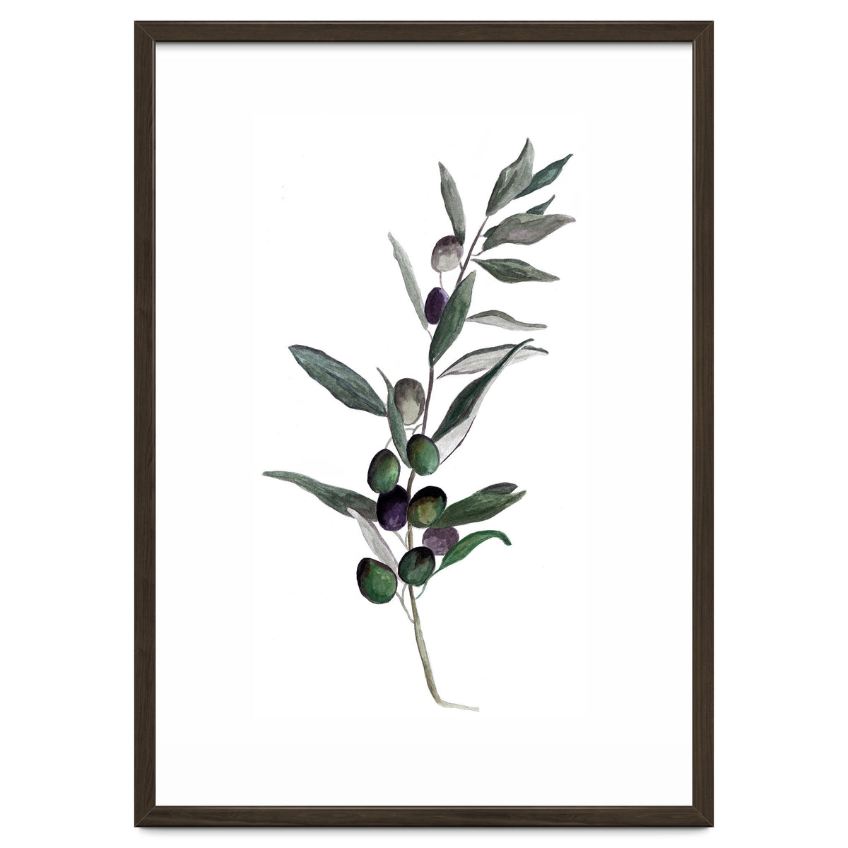 Botanical Illustration Olive