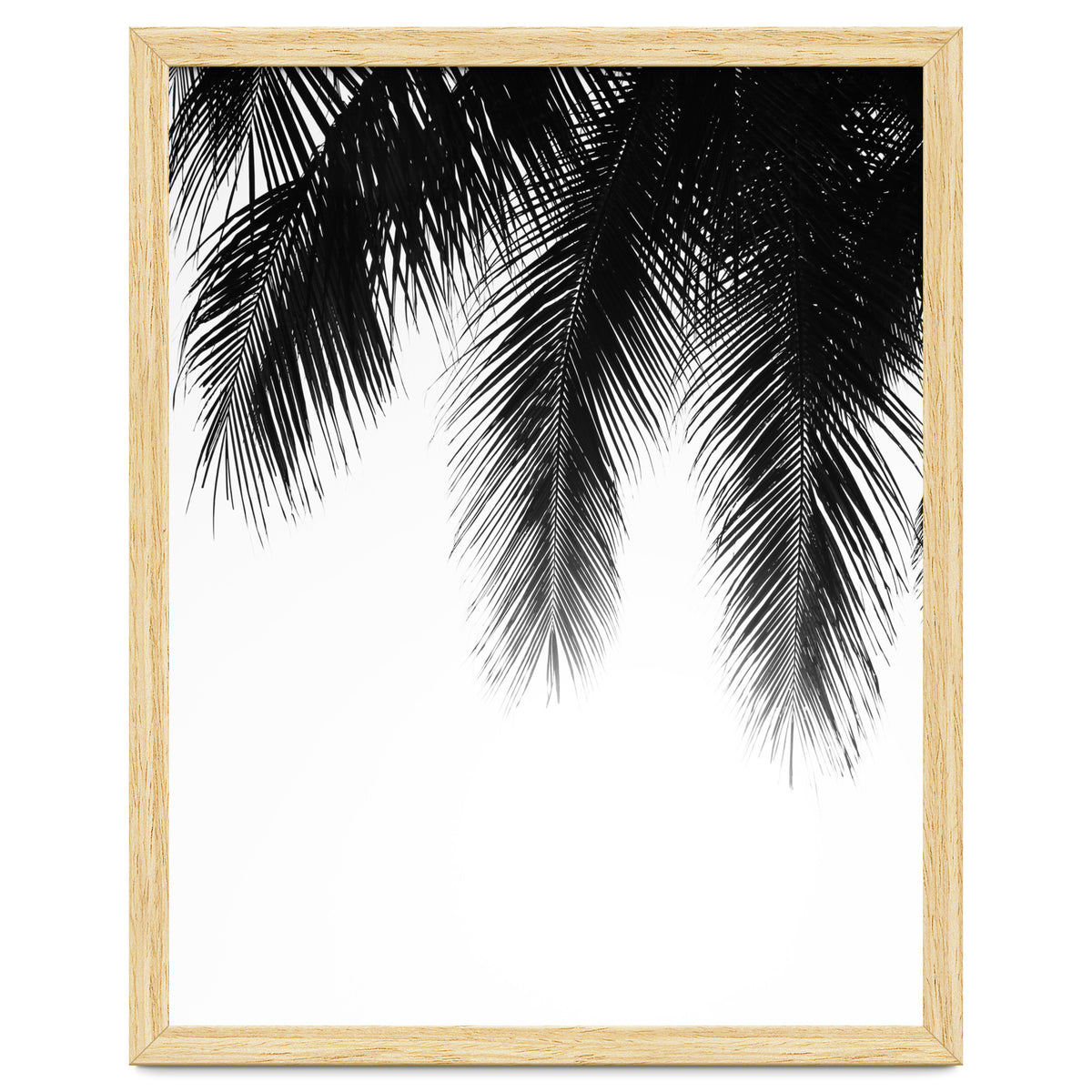 Palm leaves