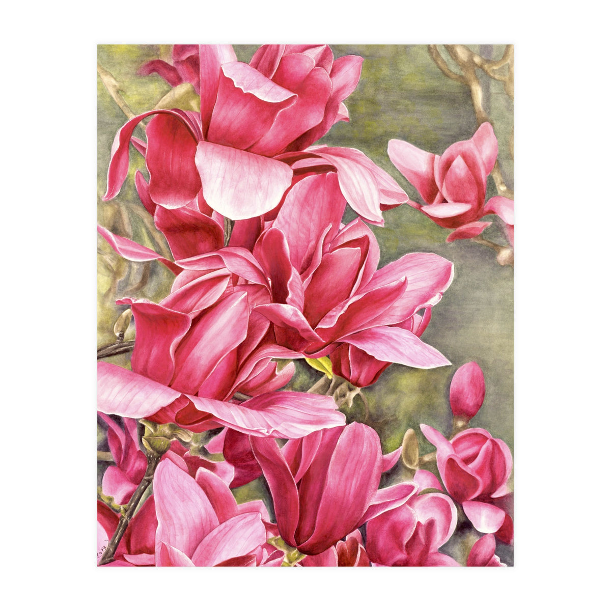 Magnolia 5 (Print Only)