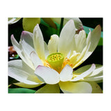 Lotus Flower (Print Only) thumbnail