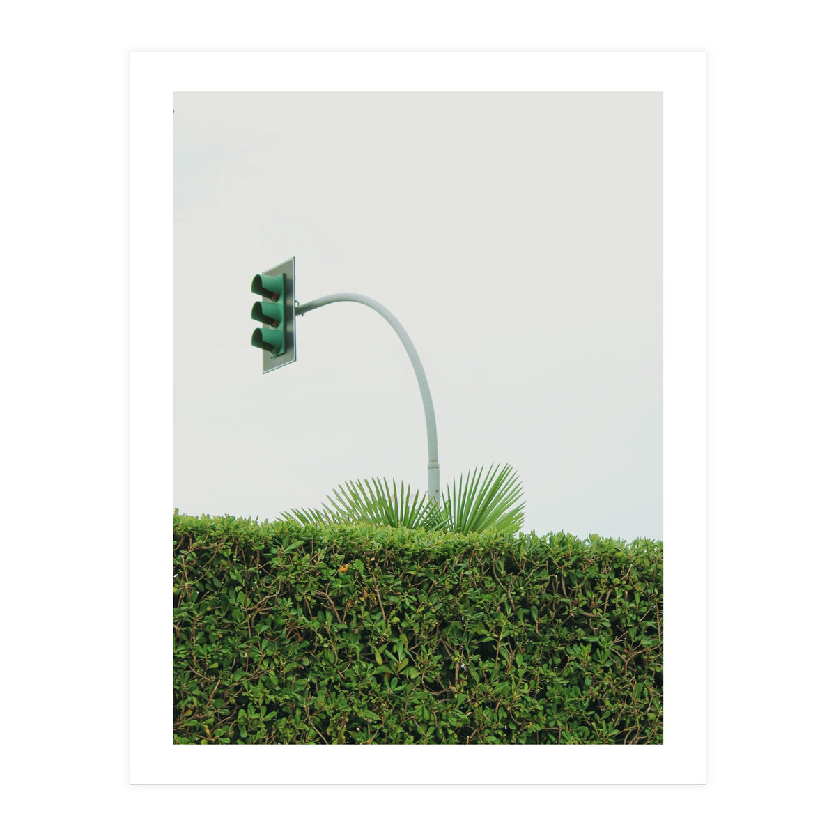 Urban Plant (Print Only)